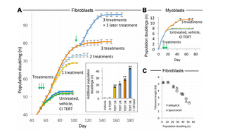 Illustration for article titled New Technique Reverses Aging By Decades In Cultured Human Cells